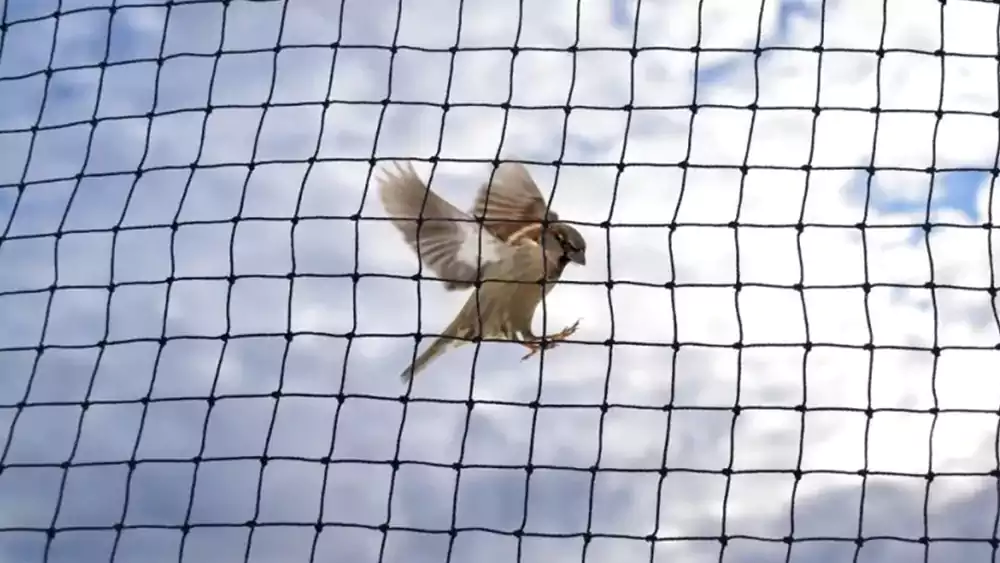 Sparrow Protection Nets