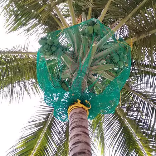 Coconut Tree Safety Nets